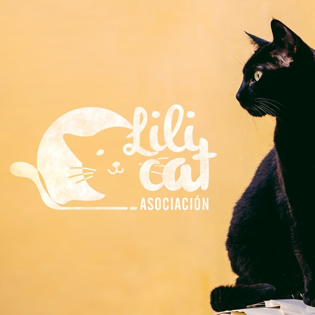 logo lilicat